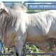 Go to MARU BRAHMANS (BC) SALE BULLS