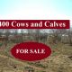 400 Cows and Calves (FOR SALE)
