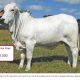 Gympie Female Sale Results
