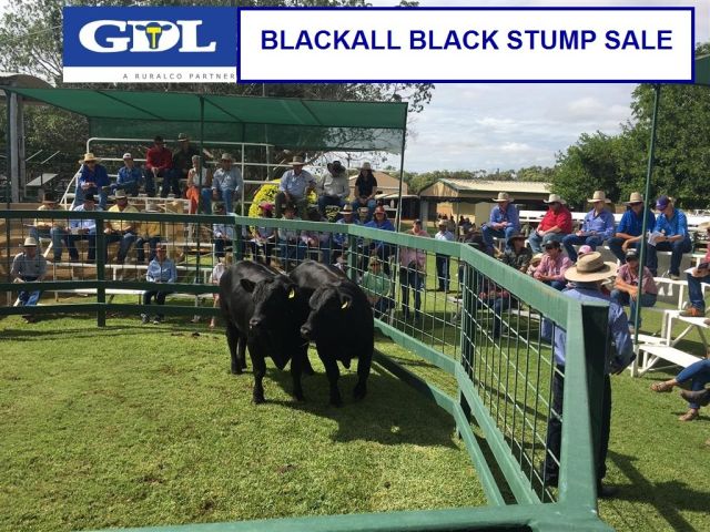 Results Black Stump All Breeds Bull Sale (GDL)