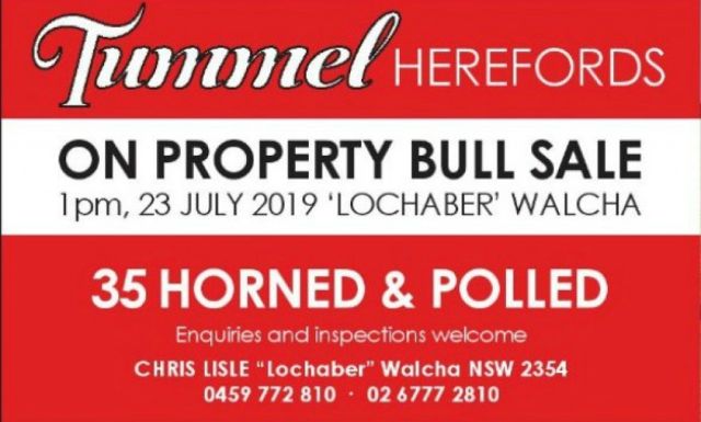 Tummel Herefords  BULL SALE