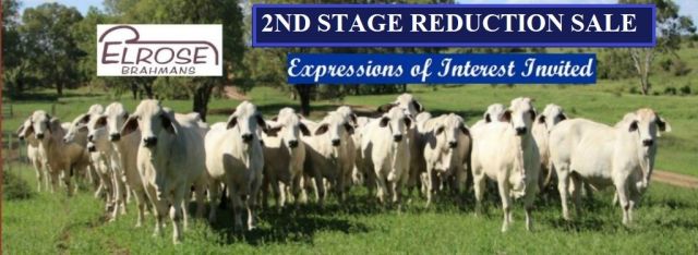 Elrose  2nd Stage Reduction Sale 370 Grey Females