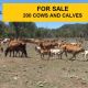 FOR SALE