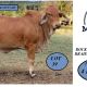 Malabar Red Brahmans Rocky All Stars Sale.