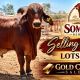 Somerview Red Brahmans Gold City Sale