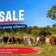 Go to A high-performance grazing enterprise