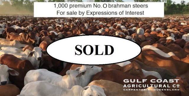FOR SALE 1,000 STEERS...