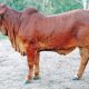 Gympie Brahman Female Sale Result
