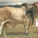 Go to Laguna Brahmans Draft for Gold City Sale