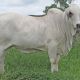 All Stars elite Brahman Female Sale Results