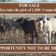 FOR SALE: 1,000  Composite Heifers
