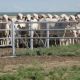 Cattle Giant  Peter Sherwin, (RIP)