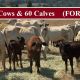 Go to 108 Cows and 60 Calves