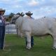 Hamdenvale Brahmans