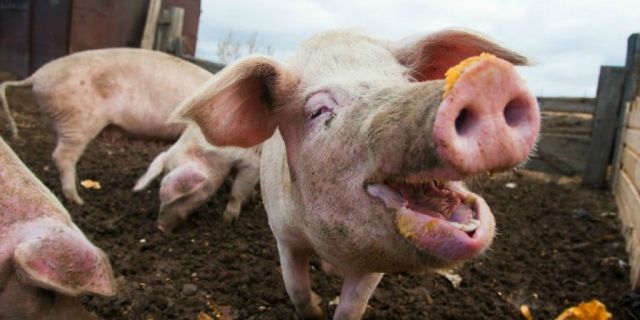 African Swine Fever outbreak China