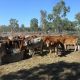 3 DECKS SOFT BRAHMAN & DROUGHTMASTER NO. 4 HEIFERS