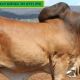 Stockman Red Brahmans RBWS 2023