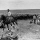 City played a role in Old West cattle drives