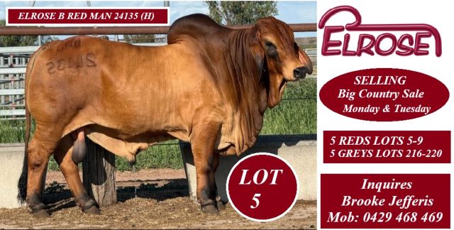 Elrose Brahmans Big Country Sale 2026