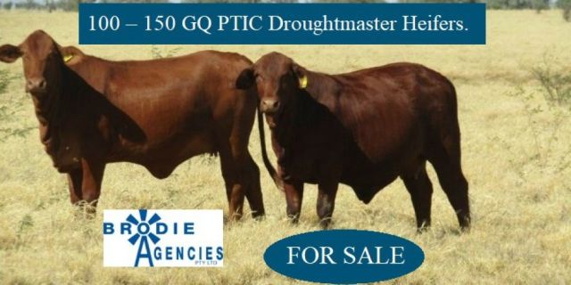100 – 150 GQ PTIC Droughtmaster Heifers