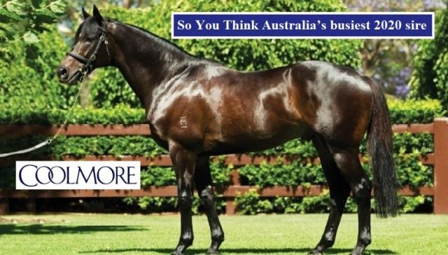Upgrade in top Qld’s sire’s mares shown at Easter