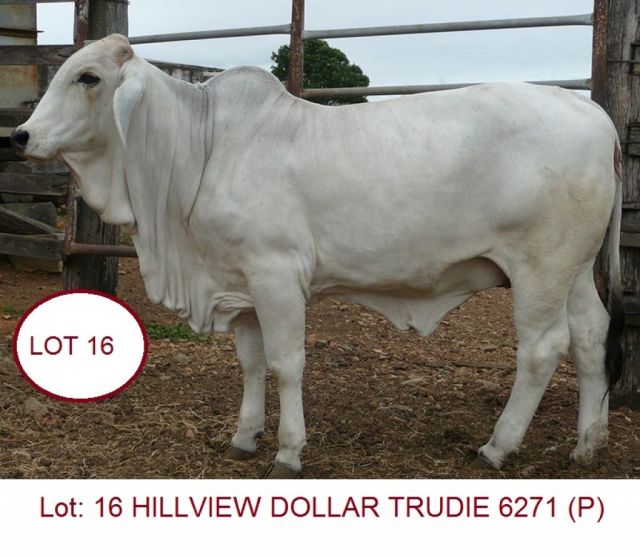Hillview Brahmans Gympie Female sale
