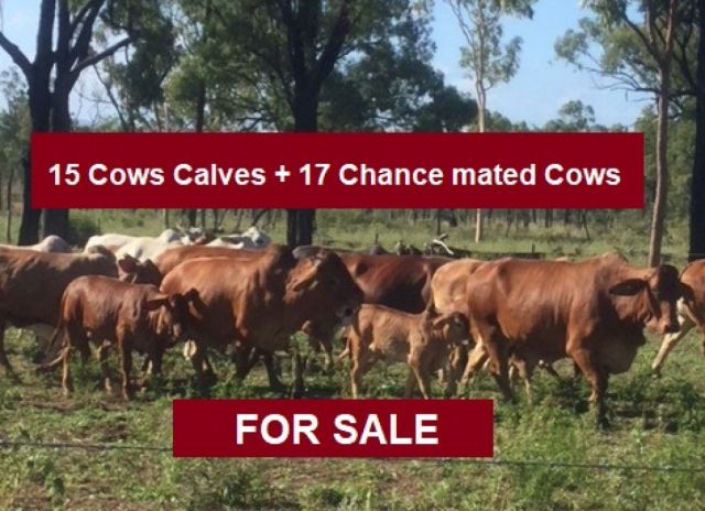 15 Cows & Calves + 17 Chance mated Cows