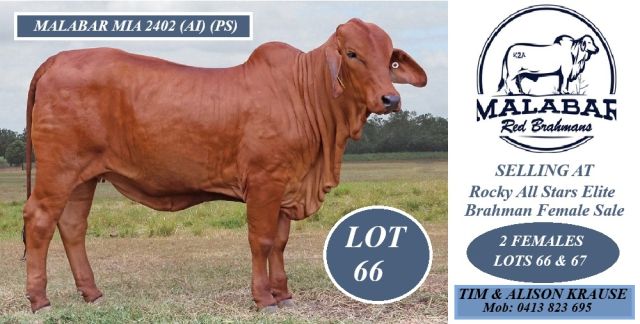 Malabar Red Brahmans.