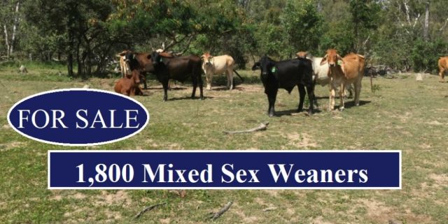 1,800 Mixed Sex Weaners (FOR SALE)