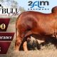 Clermont Beef Bull Sale 2026