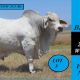 Viva Brahmans Wilangi Sale team 2024.