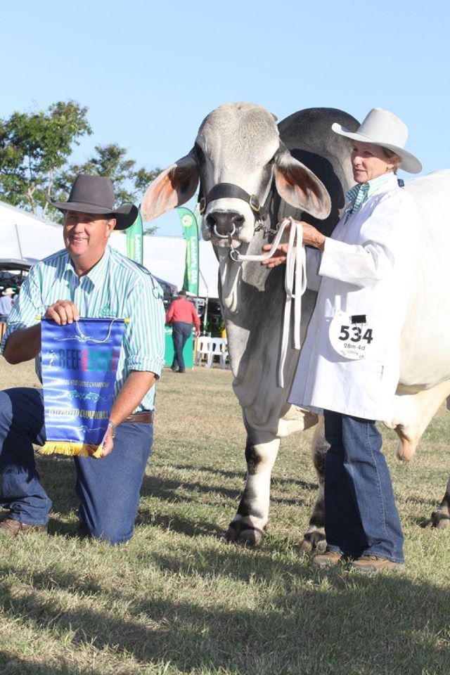 Wrap up on Beef 2015