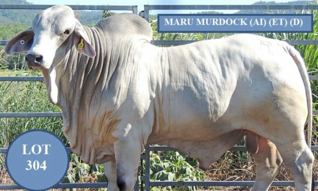 MARU BRAHMANS (BC) SALE BULLS
