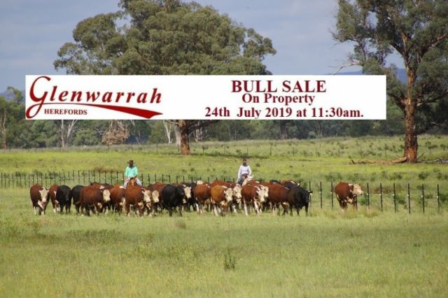 Glenwarrah Herefords  BULL SALE