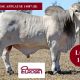 ELROSE BRAHMANS