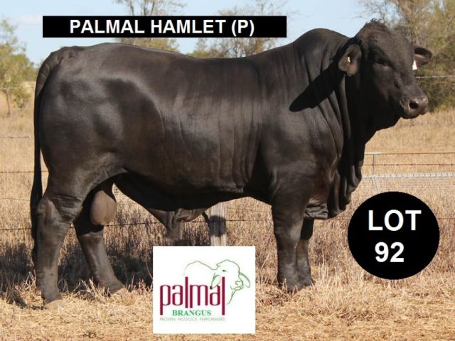 The ABCA Rockhampton Brangus Sale  LIVE