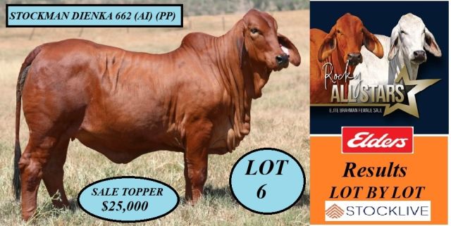 Rocky All Stars Elite Brahman Female Sale. (2026)