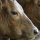 RSPCA must pay $1m for destroying cattle, appeal court rules