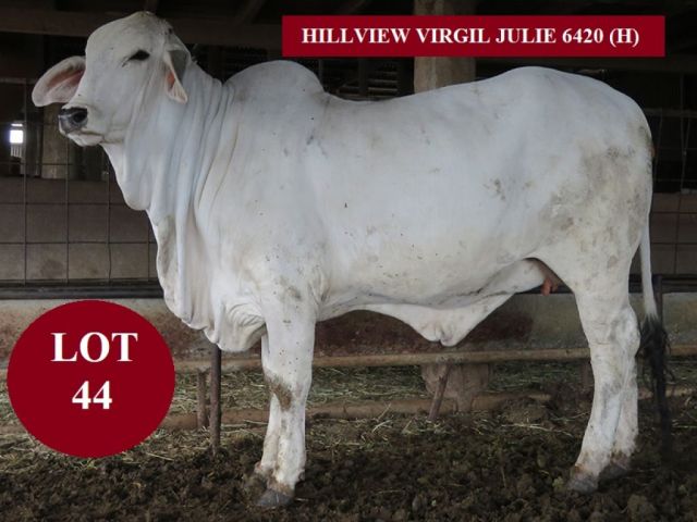 HILLVIEW BRAHMAN SALE FEMALES