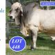 Go to Hamdenvale Brahmans Big Country 2025.