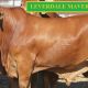 Go to Leverdale Droughtmaster Sale Bulls 2019