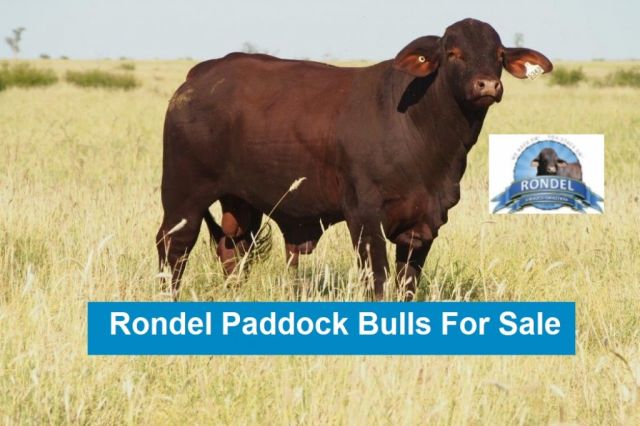 Rondel Paddock Bulls (FOR SALE)