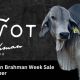 Go to Pivot Brahmans Brahman Week 2026