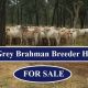 Go to 1,800 Grey Brahman Breeder Heifers (FOR SALE )