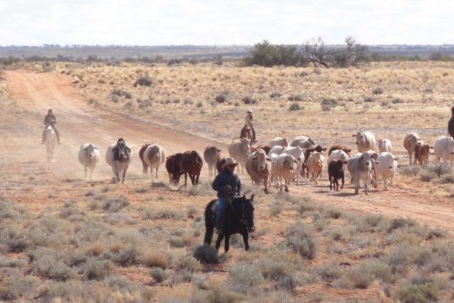Morrison blocks up S. Kidman sale