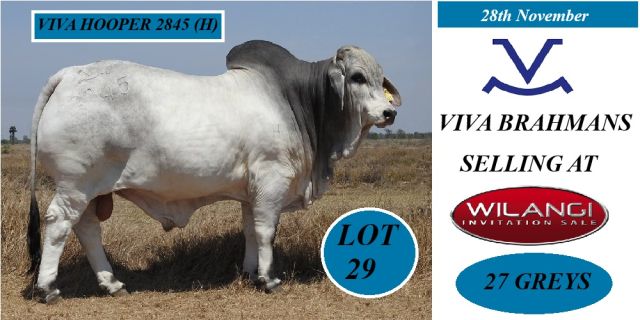 Viva Brahmans Wilangi Sale Bulls
