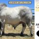 Go to Karmoo Brahmans Gold City Sale