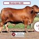 Go to The Central Reds Droughtmaster Bull Sale