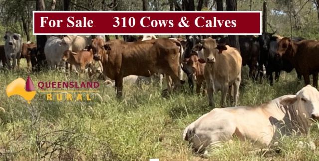 For Sale 310 Cows and Calves
