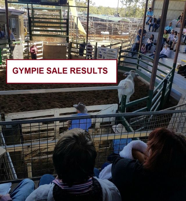 GYMPIE BRAHMAN SALE (RESULTS)